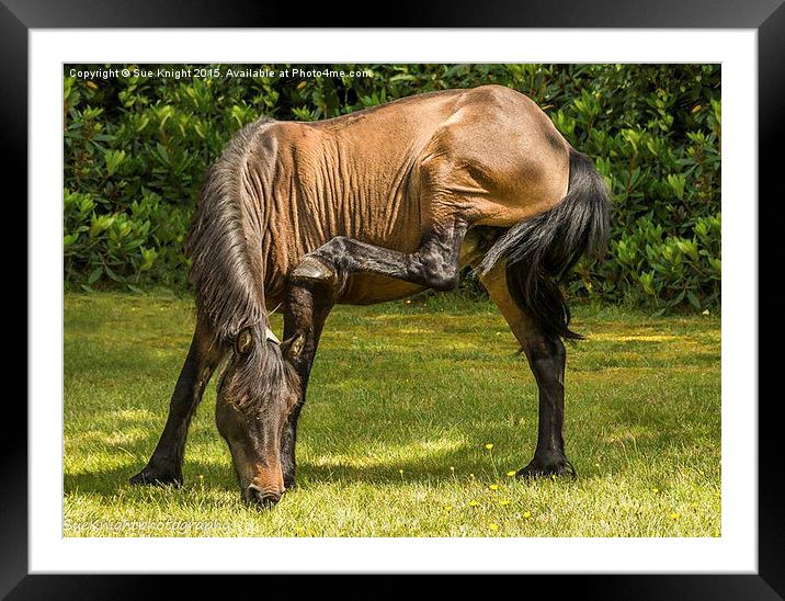  New Forest Pony grazing Framed Mounted Print by Sue Knight