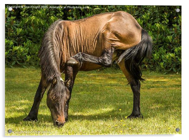  New Forest Pony grazing Acrylic by Sue Knight