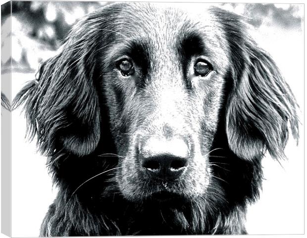 Eight Month Old Flat Coat Labrador  Canvas Print by Sue Bottomley