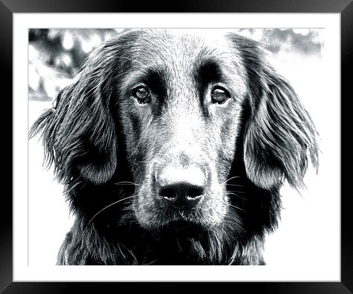 Eight Month Old Flat Coat Labrador  Framed Mounted Print by Sue Bottomley