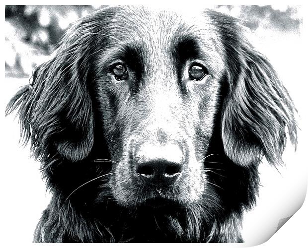 Eight Month Old Flat Coat Labrador  Print by Sue Bottomley