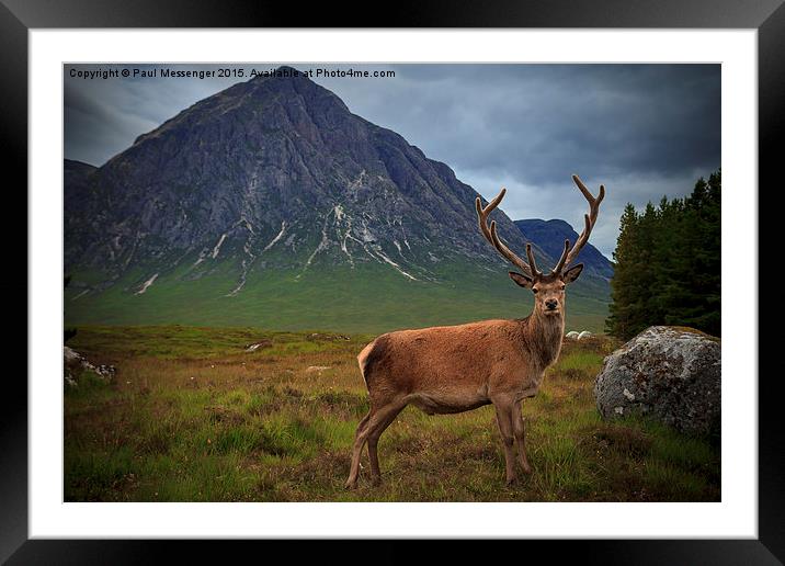 Monarch of the Glen at the Buachaille  Framed Mounted Print by Paul Messenger