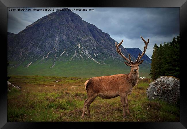 Monarch of the Glen at the Buachaille  Framed Print by Paul Messenger