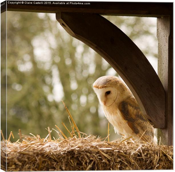  English Barn Owl Canvas Print by Claire Castelli