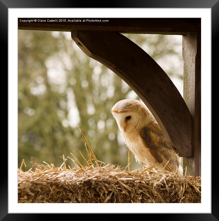  English Barn Owl Framed Mounted Print by Claire Castelli