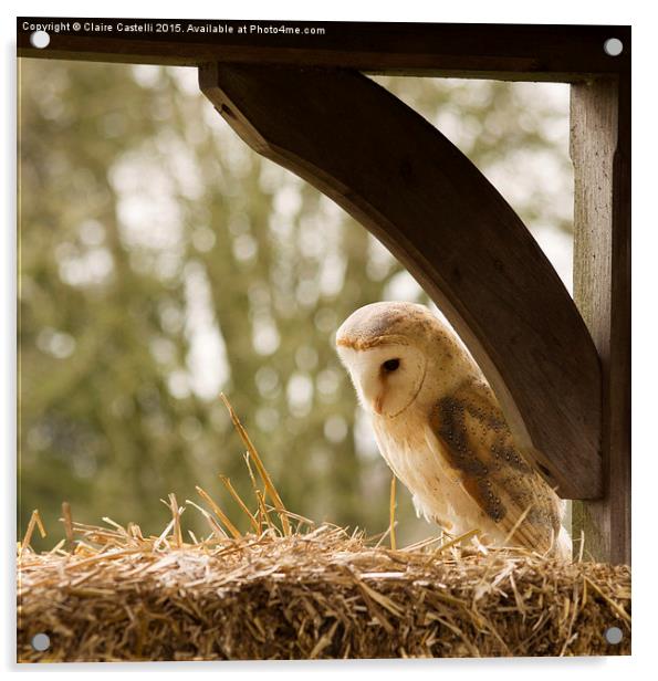  English Barn Owl Acrylic by Claire Castelli