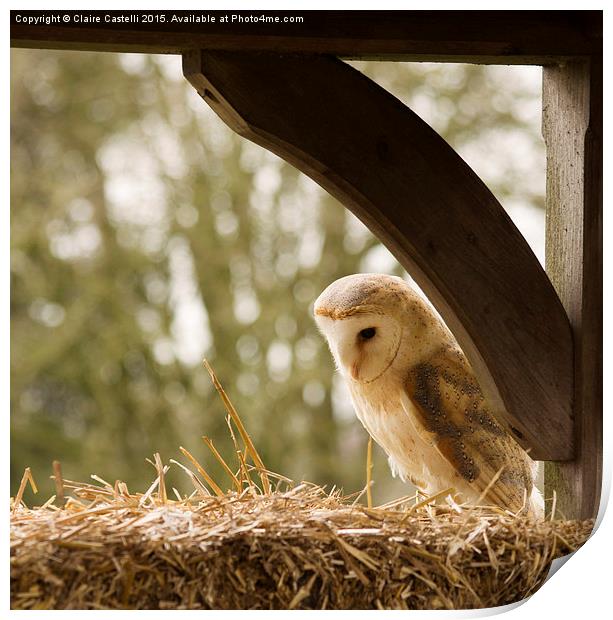  English Barn Owl Print by Claire Castelli