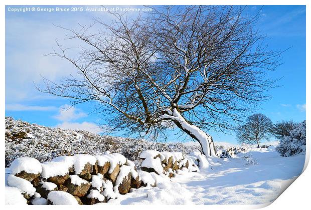  winter tree Print by George Bruce