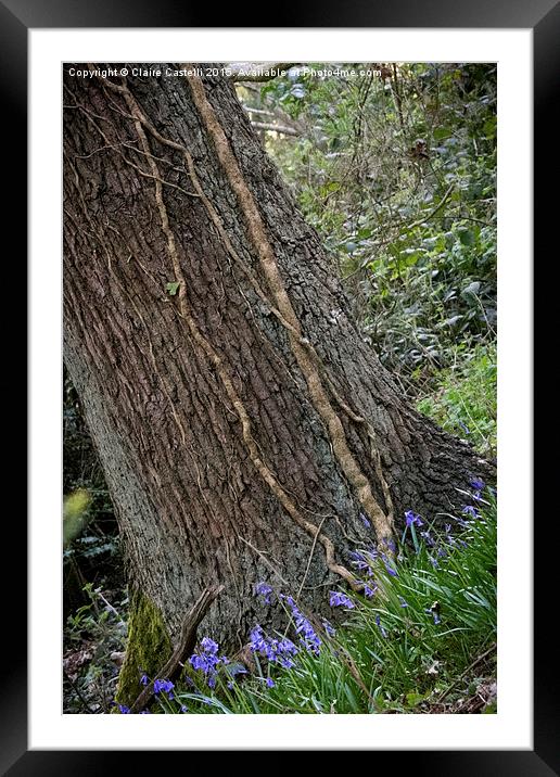  Bluebells Framed Mounted Print by Claire Castelli