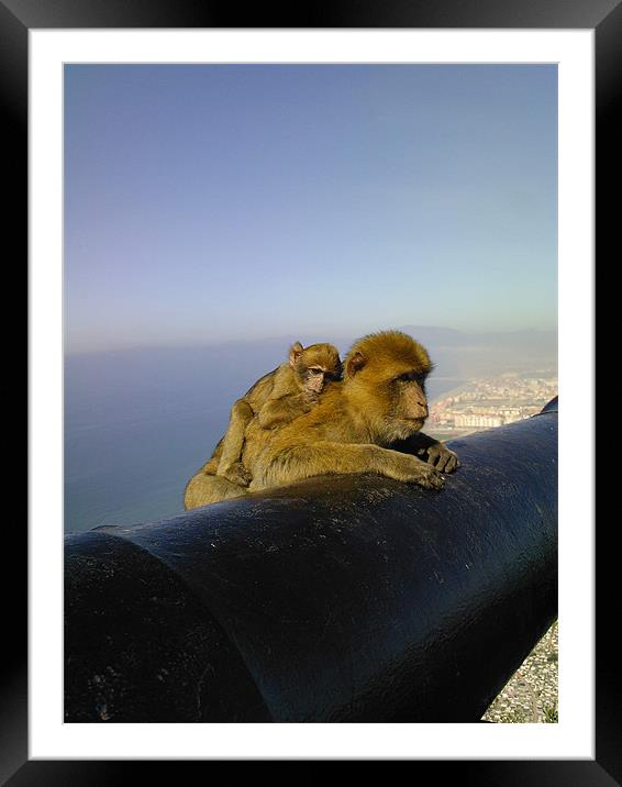 The Cannon on the Rock of Gibraltar - with macaque Framed Mounted Print by gill watson