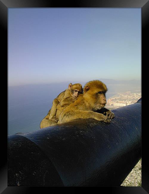 The Cannon on the Rock of Gibraltar - with macaque Framed Print by gill watson