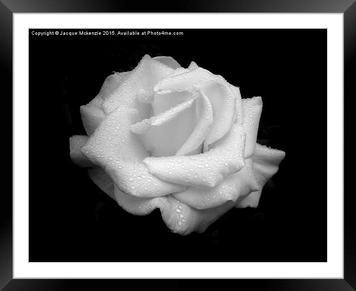  WHITE ROSE Framed Mounted Print by Jacque Mckenzie