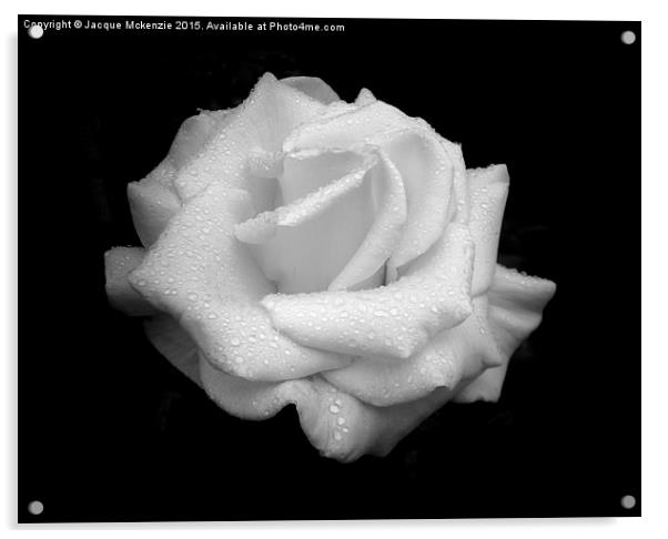 WHITE ROSE Acrylic by Jacque Mckenzie