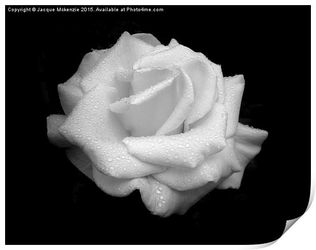  WHITE ROSE Print by Jacque Mckenzie