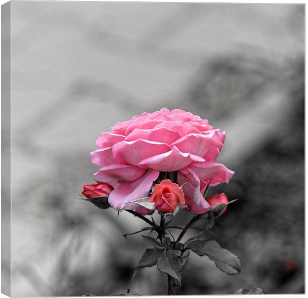 Sad pink rose with three buds Canvas Print by Adrian Bud