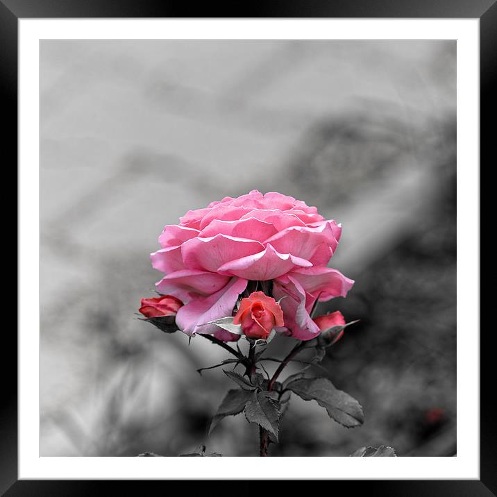 Sad pink rose with three buds Framed Mounted Print by Adrian Bud