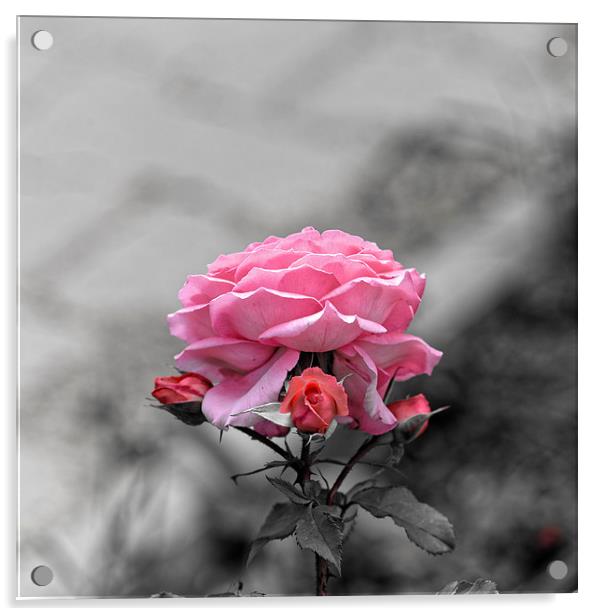 Sad pink rose with three buds Acrylic by Adrian Bud