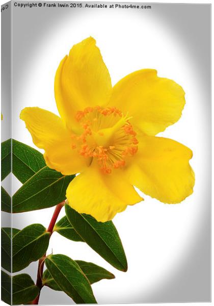  Hypericum, vignetted Canvas Print by Frank Irwin