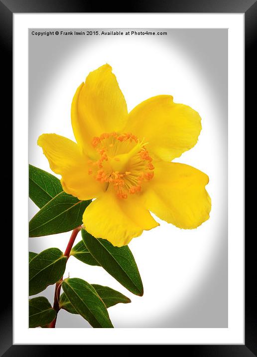  Hypericum, vignetted Framed Mounted Print by Frank Irwin