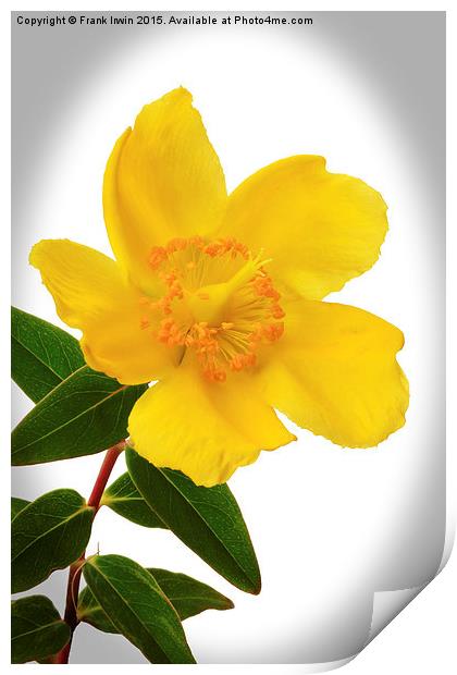  Hypericum, vignetted Print by Frank Irwin