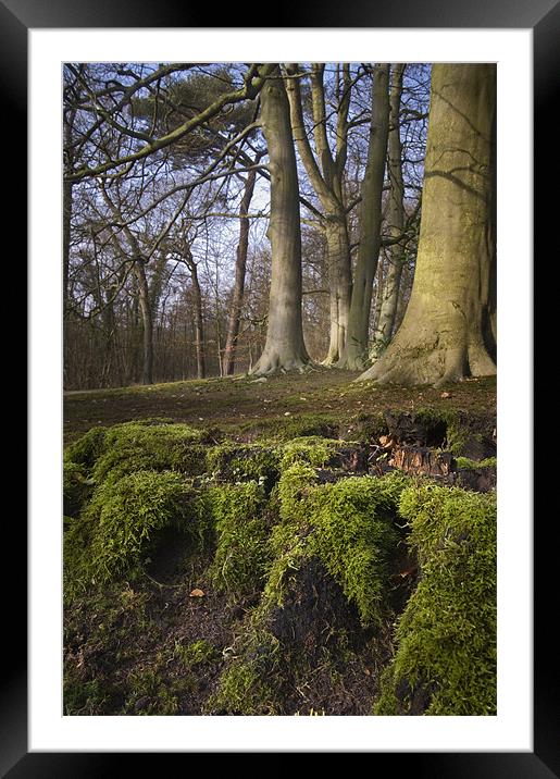 A clump of mossy roots in a wood Framed Mounted Print by Stephen Mole