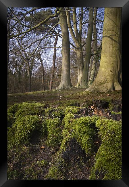 A clump of mossy roots in a wood Framed Print by Stephen Mole