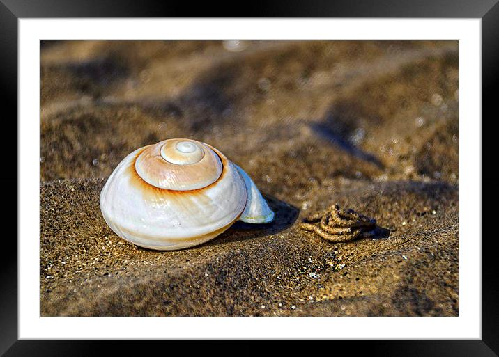 Shell on the Beach  Framed Mounted Print by Valerie Paterson