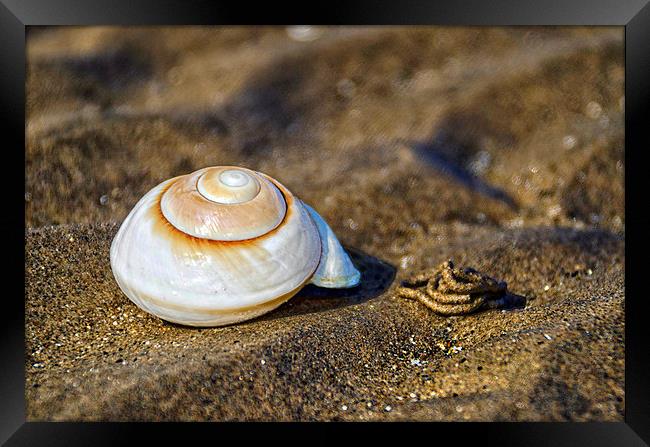 Shell on the Beach  Framed Print by Valerie Paterson