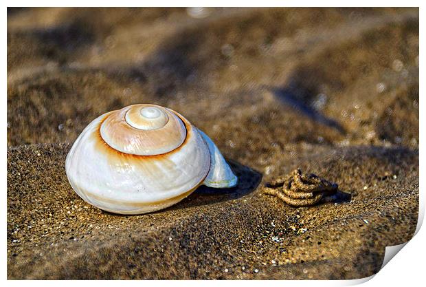 Shell on the Beach  Print by Valerie Paterson