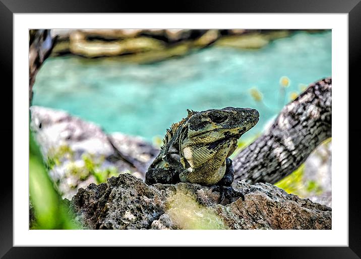 Iguana   Framed Mounted Print by Valerie Paterson