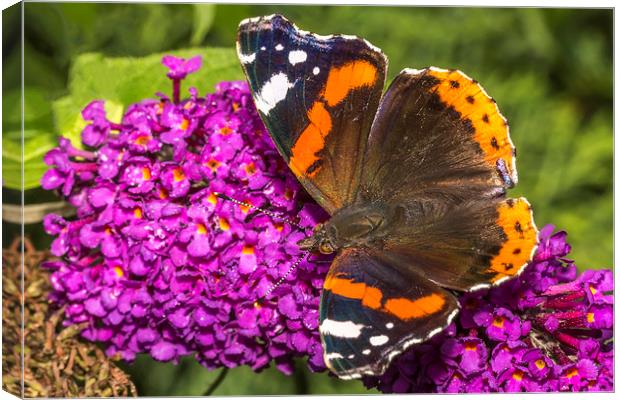  Vanessa Atalanta - Red Admiral Butterfly Canvas Print by Ankor Light