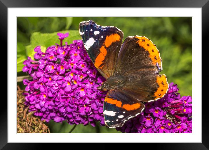  Vanessa Atalanta - Red Admiral Butterfly Framed Mounted Print by Ankor Light