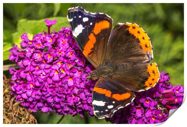  Vanessa Atalanta - Red Admiral Butterfly Print by Ankor Light