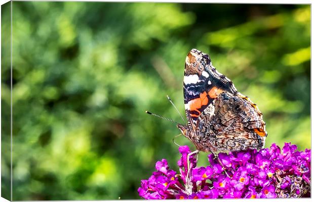 Vanessa Atalanta - Red Admiral Butterfly Canvas Print by Ankor Light