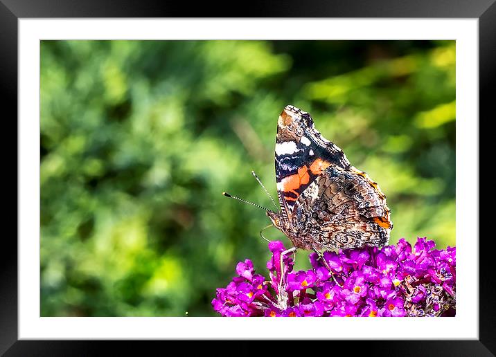 Vanessa Atalanta - Red Admiral Butterfly Framed Mounted Print by Ankor Light