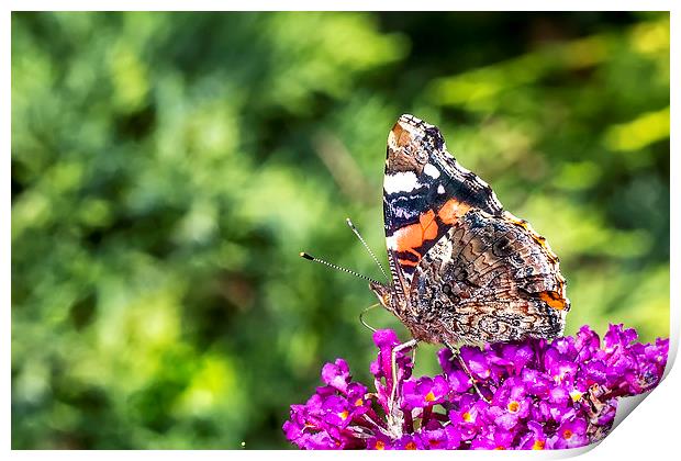 Vanessa Atalanta - Red Admiral Butterfly Print by Ankor Light