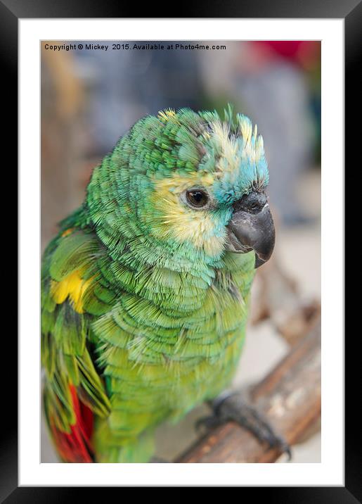 Amazon Parrot Framed Mounted Print by rawshutterbug 