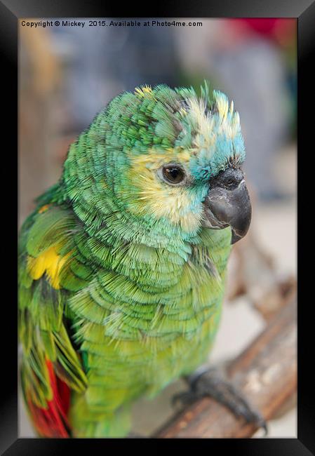 Amazon Parrot Framed Print by rawshutterbug 