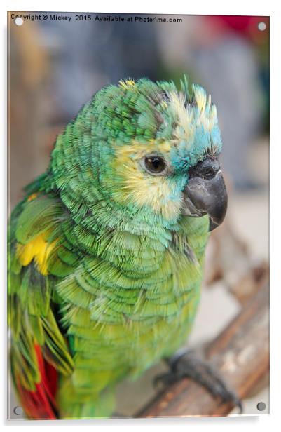 Amazon Parrot Acrylic by rawshutterbug 