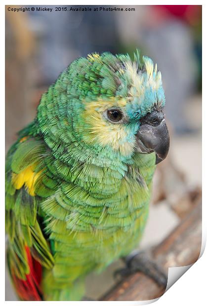 Amazon Parrot Print by rawshutterbug 