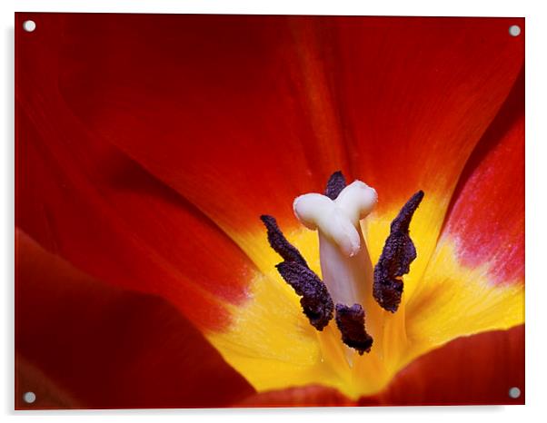  Red Tulip Acrylic by Ankor Light