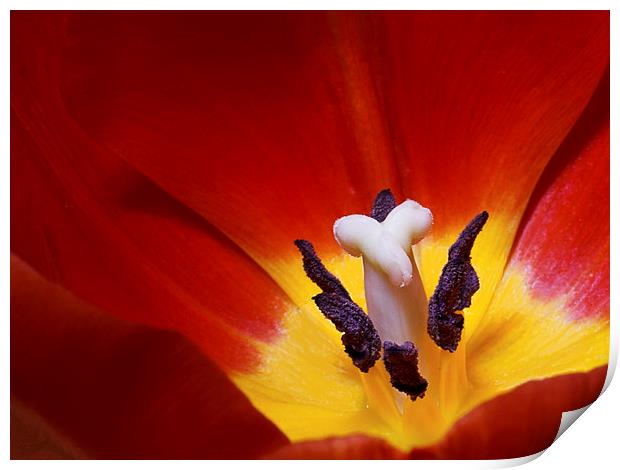  Red Tulip Print by Ankor Light