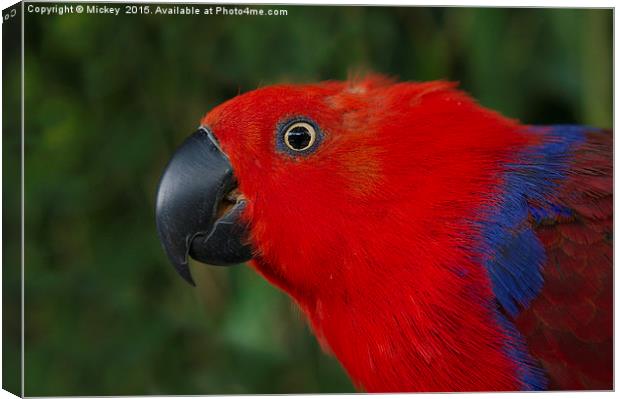 Close Up Eclectus Parrot Canvas Print by rawshutterbug 