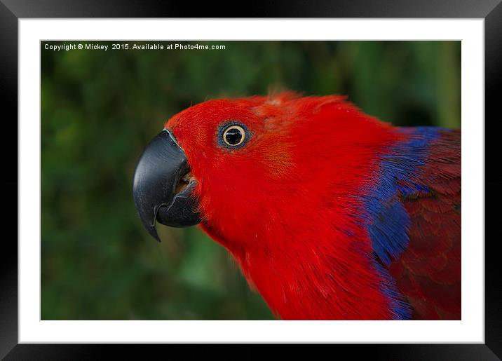 Close Up Eclectus Parrot Framed Mounted Print by rawshutterbug 