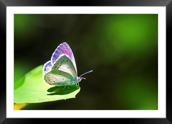  Butterfly  Framed Mounted Print by Ankor Light