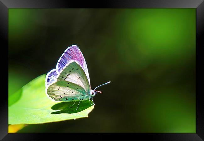  Butterfly  Framed Print by Ankor Light
