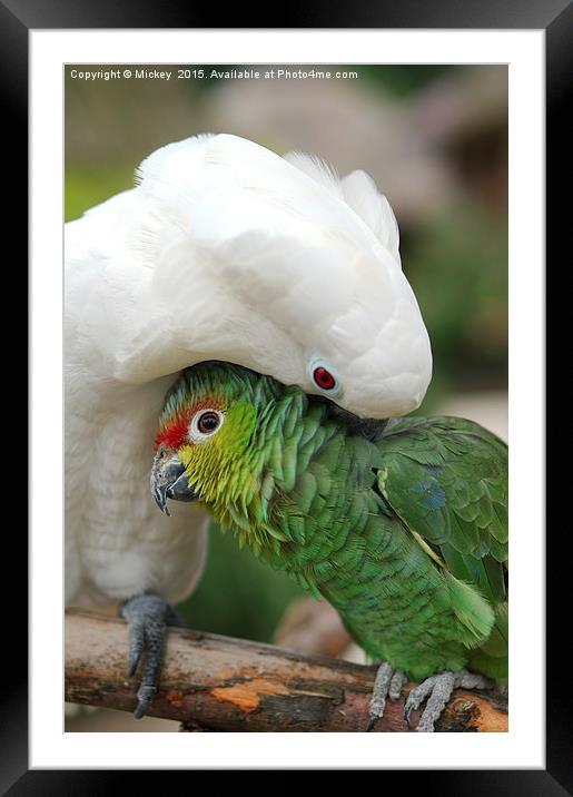 Parrot Cuddle Framed Mounted Print by rawshutterbug 