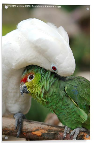 Parrot Cuddle Acrylic by rawshutterbug 