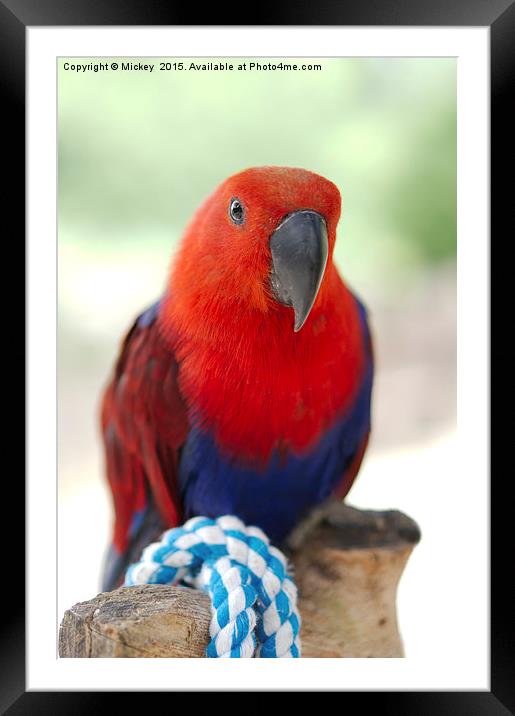 Female Eclectus Parrot Framed Mounted Print by rawshutterbug 
