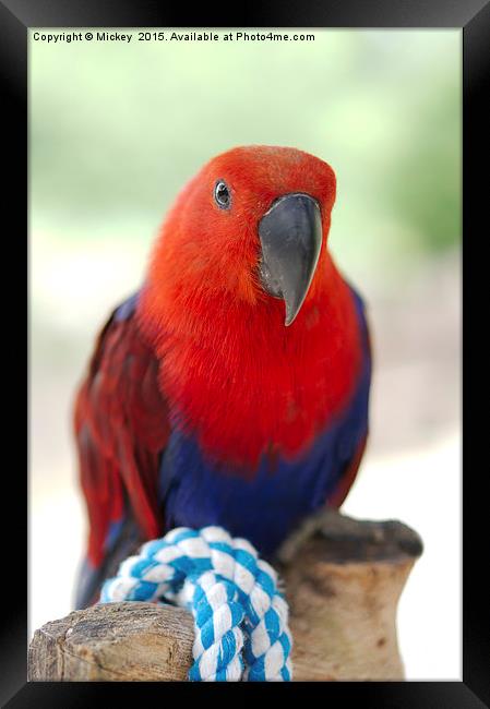 Female Eclectus Parrot Framed Print by rawshutterbug 